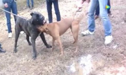 比特犬打斗视频,残酷的街头对决现场直击